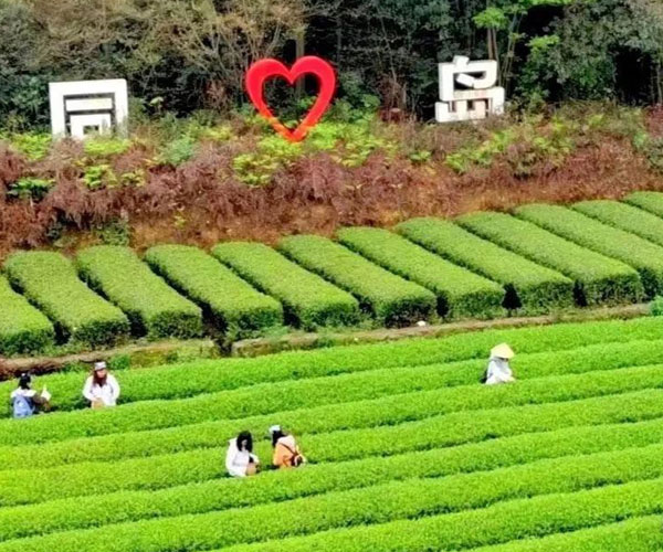 茶乡趣玩