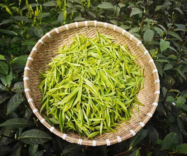 麟凤茶研所